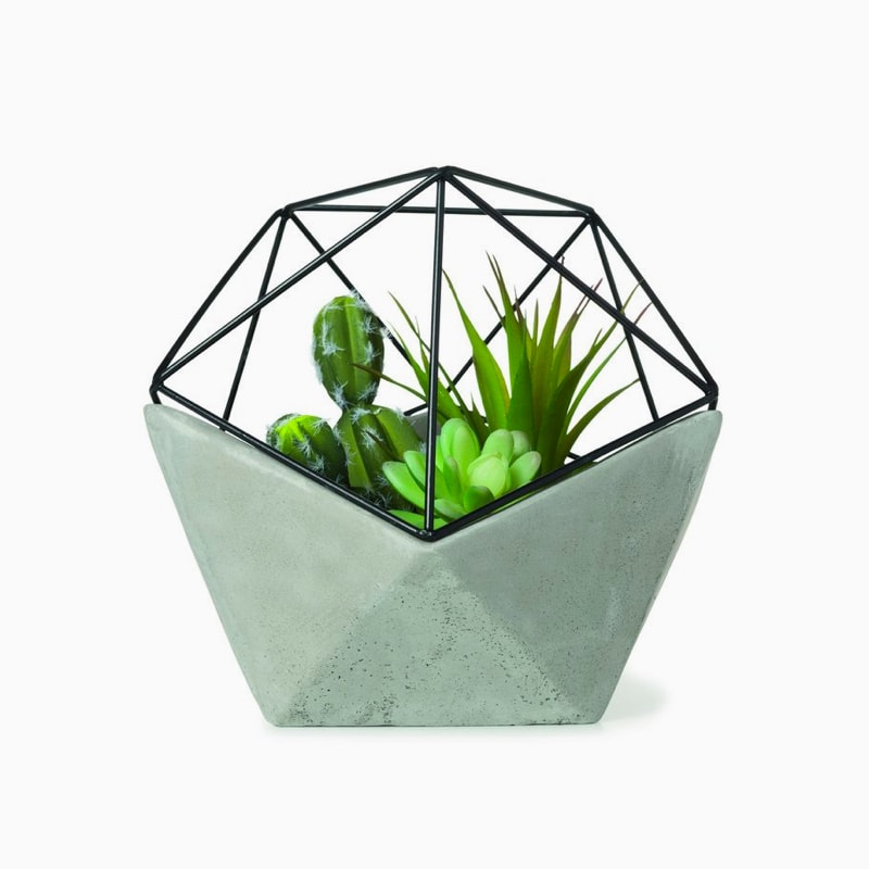 Peperomia Caperata