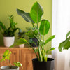 Low Maintenance Plants