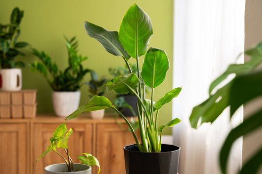How to select the right tree