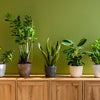 Check Our Low Light Plants