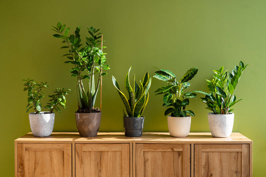 Check Our Low Light Plants