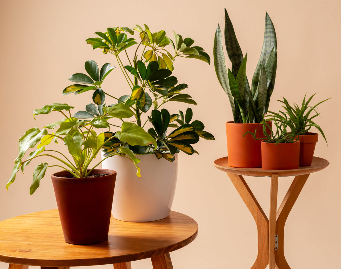 How to Grow Healthy Plants