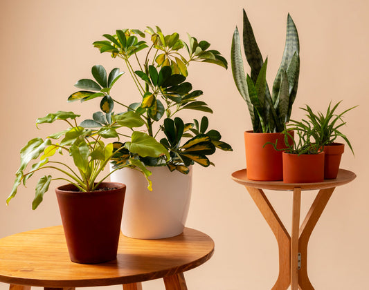How to Grow Healthy Plants