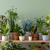How to Plant a Succulent