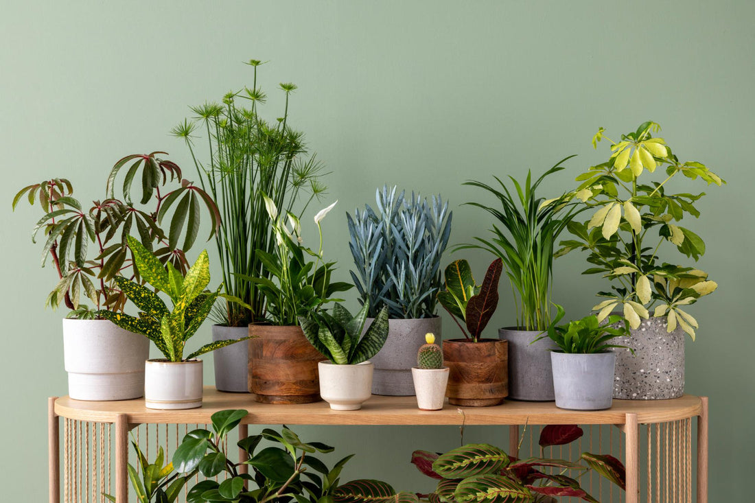 How to Plant a Succulent