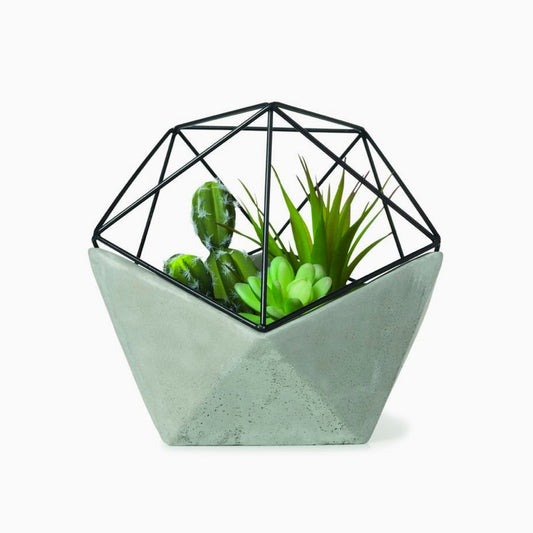 Peperomia Caperata