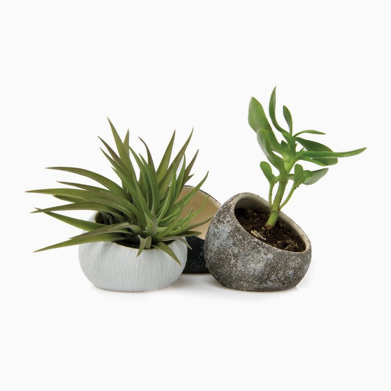 Peperomia Caperata