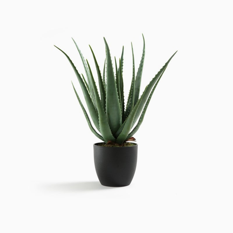 Bensai Ficus Ginseng