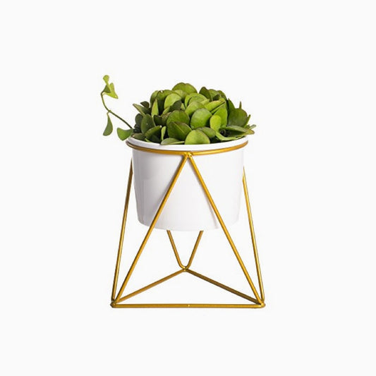 Bensai Ficus Ginseng
