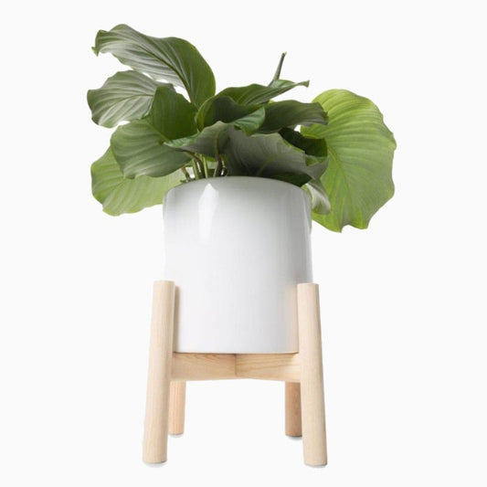 Peperomia Caperata